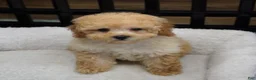 Toy Poodle dogs for sale: Apricot Female  - Ad 2