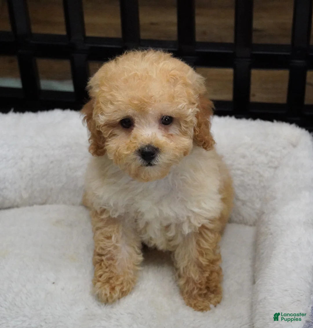 Toy Poodle dogs for sale: Apricot Female  - Ad 2