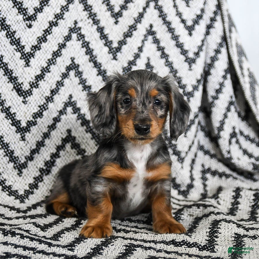 Miniature Dachshund dogs Vermont - Ad 6