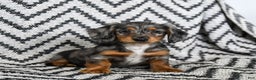 Miniature Dachshund dogs for sale: Vermont - Ad 1