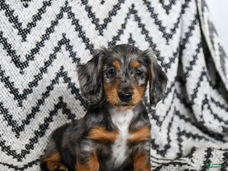 Miniature Dachshund dogs Vermont - Ad 19