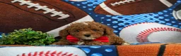 Toy Poodle dogs for sale: Sigmund 9 lbs Full Grown - Ad 8