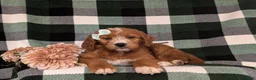 Goldendoodle dogs for sale: Viktoria - Ad 5