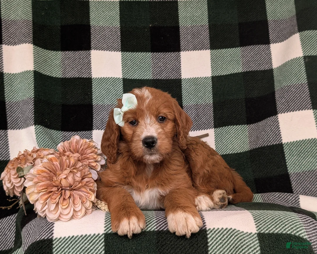 Goldendoodle dogs for sale: Viktoria - Ad 5