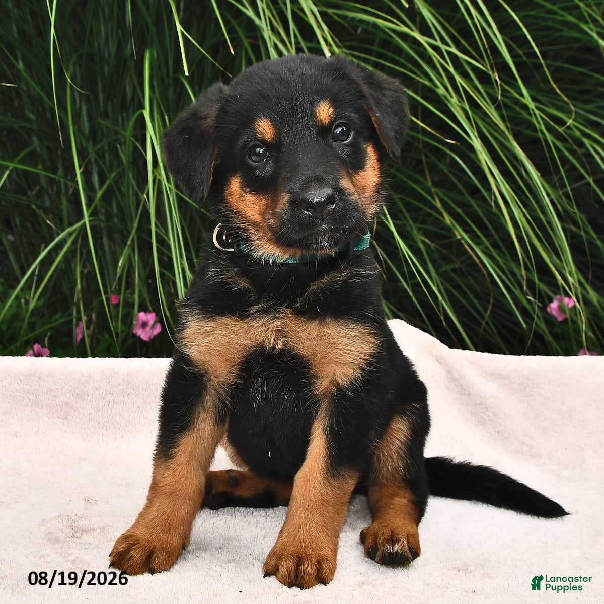 Mixed Breed dogs Rayann - Ad 2