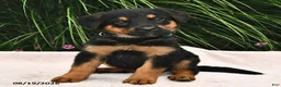 Mixed Breed dogs for sale: Rayann - Ad 2