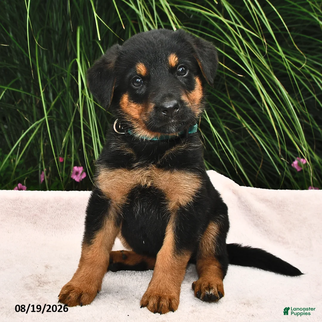 Mixed Breed dogs for sale: Rayann - Ad 2