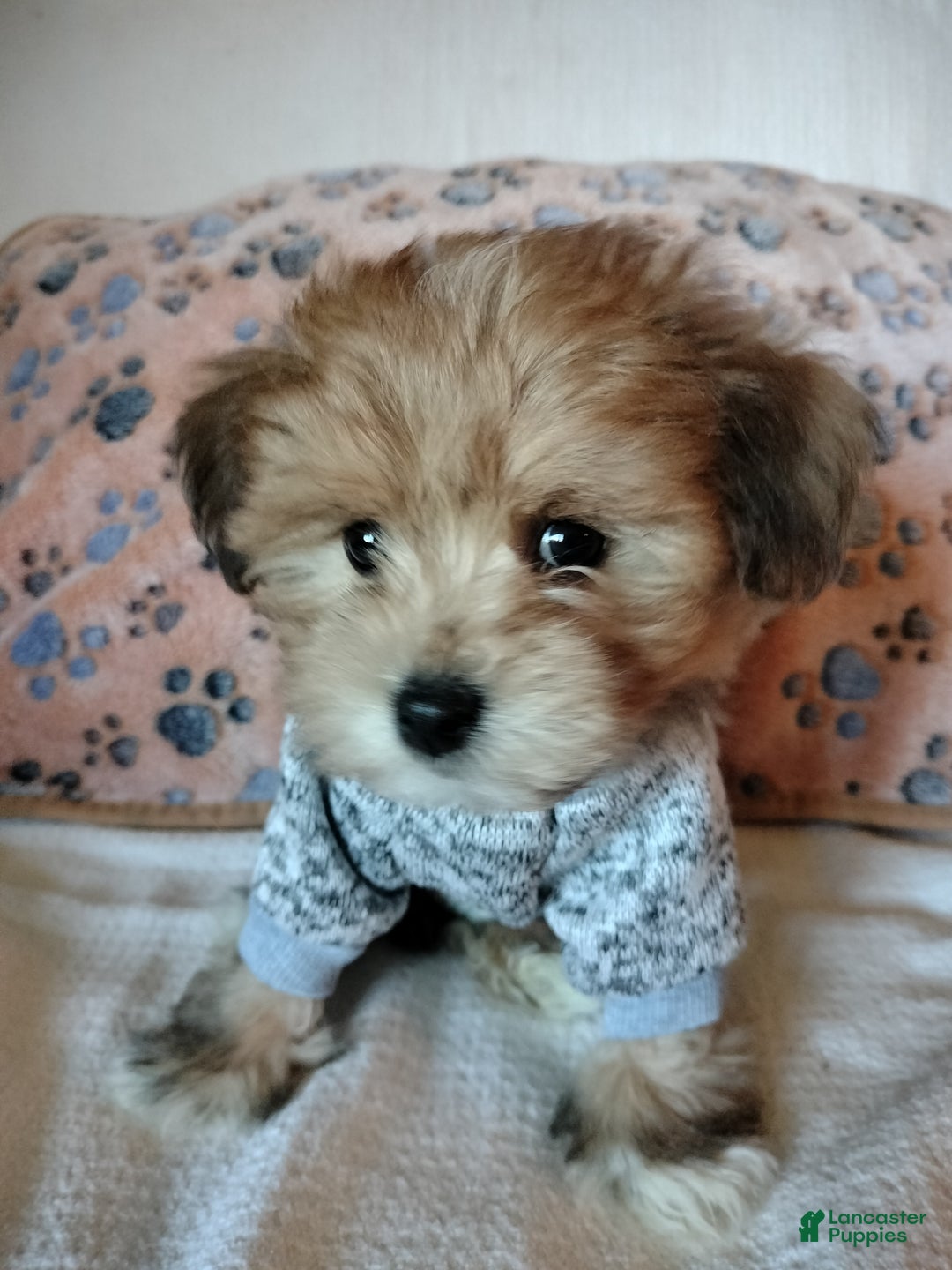 Mixed Breed dogs for sale: Orzo - Ad 5