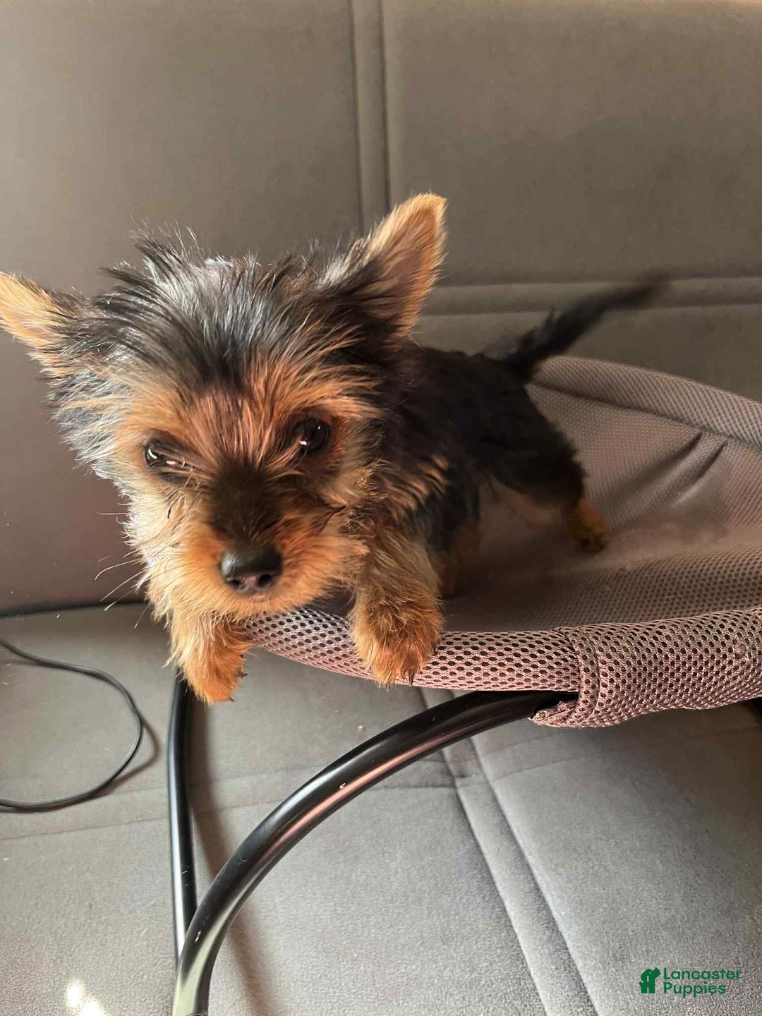 Yorkshire Terrier dogs for sale: Yorkshire Terrier Puppy 4 - Ad 4