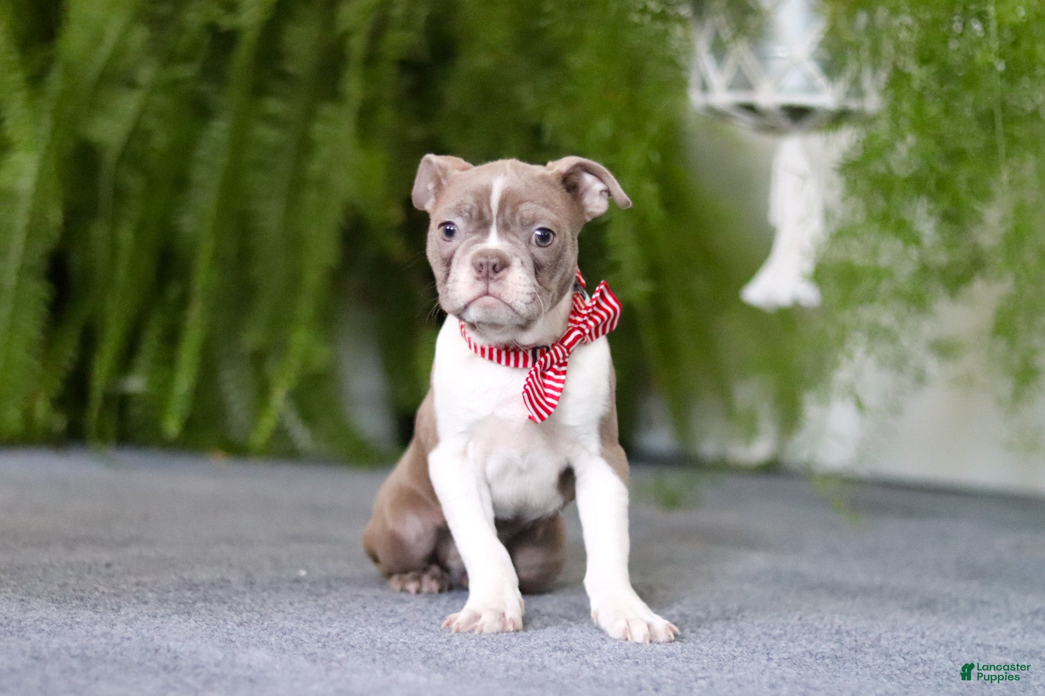 Boston Terrier dogs Harrison - Ad 28