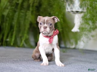 Boston Terrier dogs Harrison - Ad 26