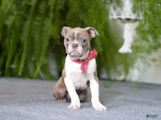 Boston Terrier dogs Harrison - Ad 33