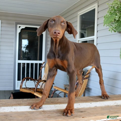 Doberman Pinscher dogs Winnie - Ad 1