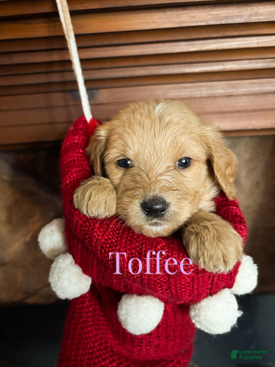 Goldendoodle dogs for sale: Toffee - Ad 3