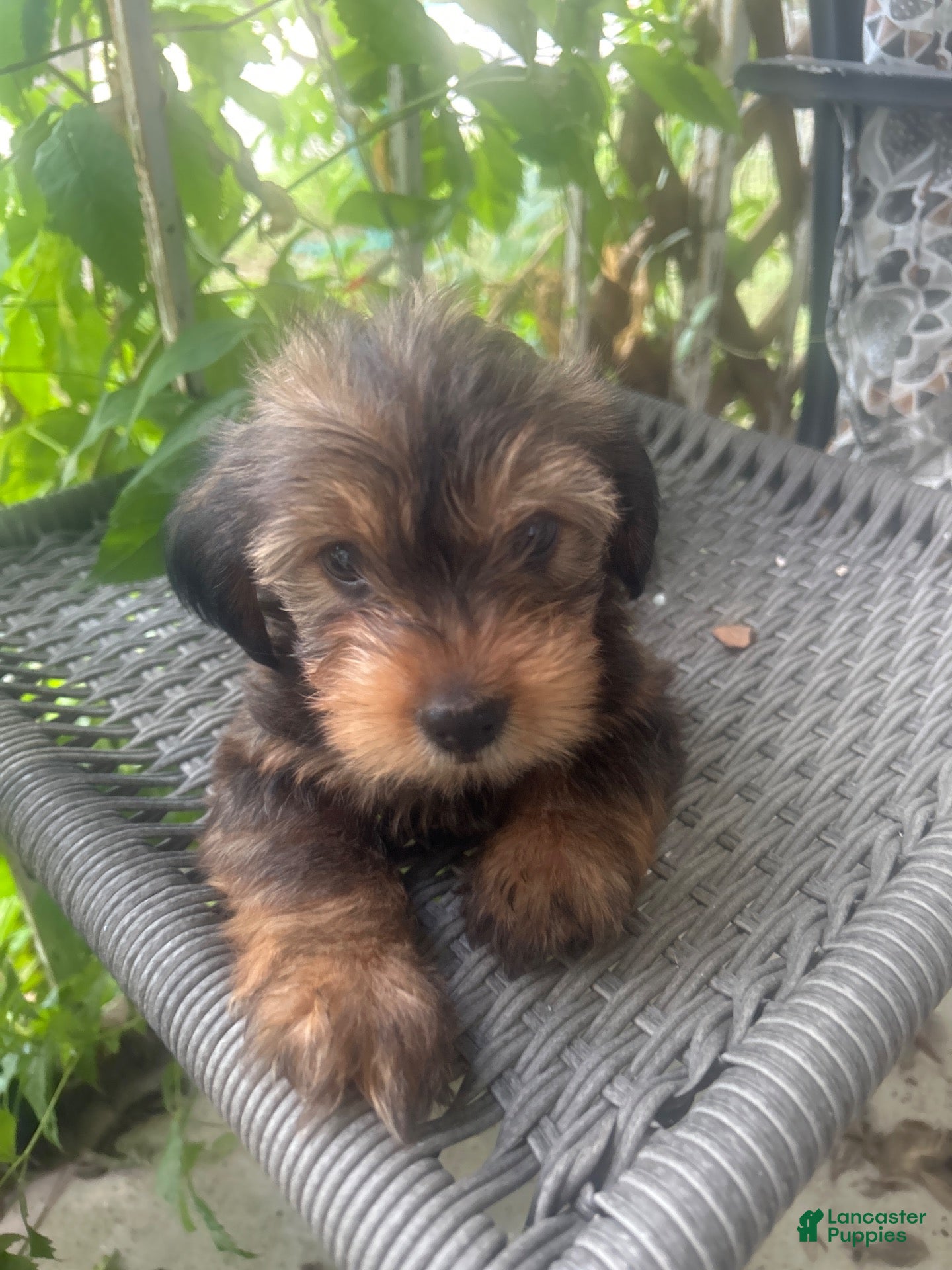 Shorkie dogs for sale: Shorkie 1 - Ad 2