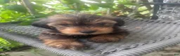 Shorkie dogs for sale: Shorkie 1 - Ad 2