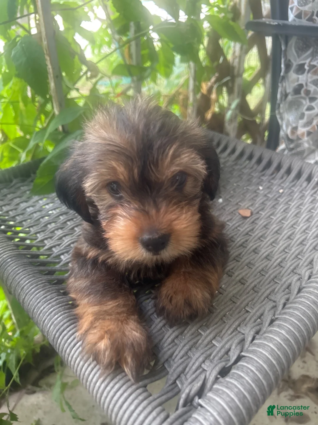 Shorkie dogs for sale: Shorkie 1 - Ad 2