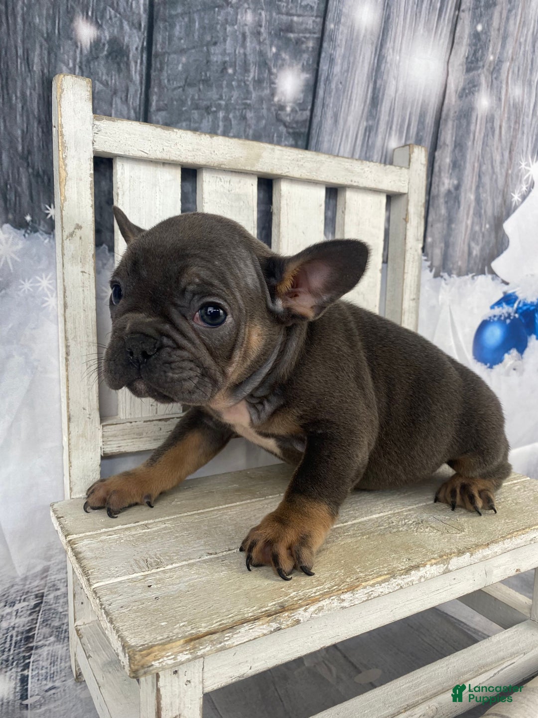 French Bulldog dogs for sale: Molly - Ad 5