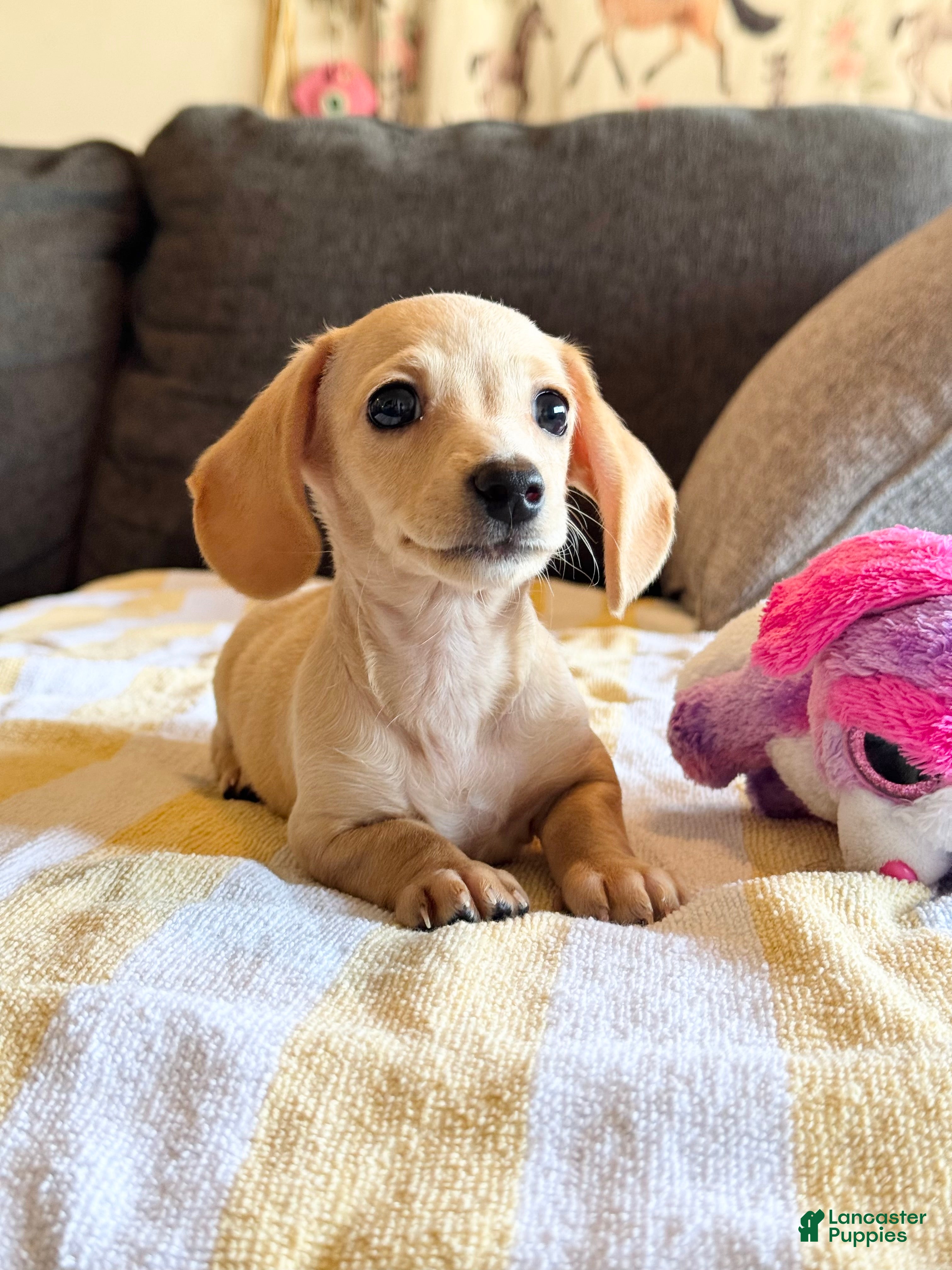 Miniature Dachshund dogs AKC Shorthair CREAM Girl Mini Dachshund - Ad 12