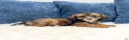 Miniature Poodle dogs for sale: Skye - Ad 3