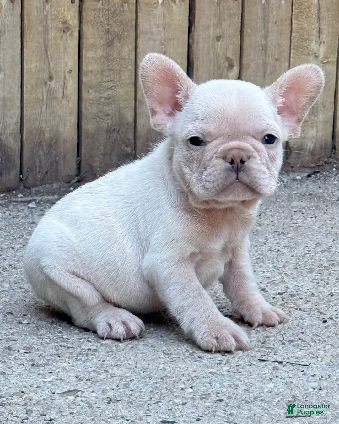 French Bulldog dogs for sale: Rocco - Ad 1