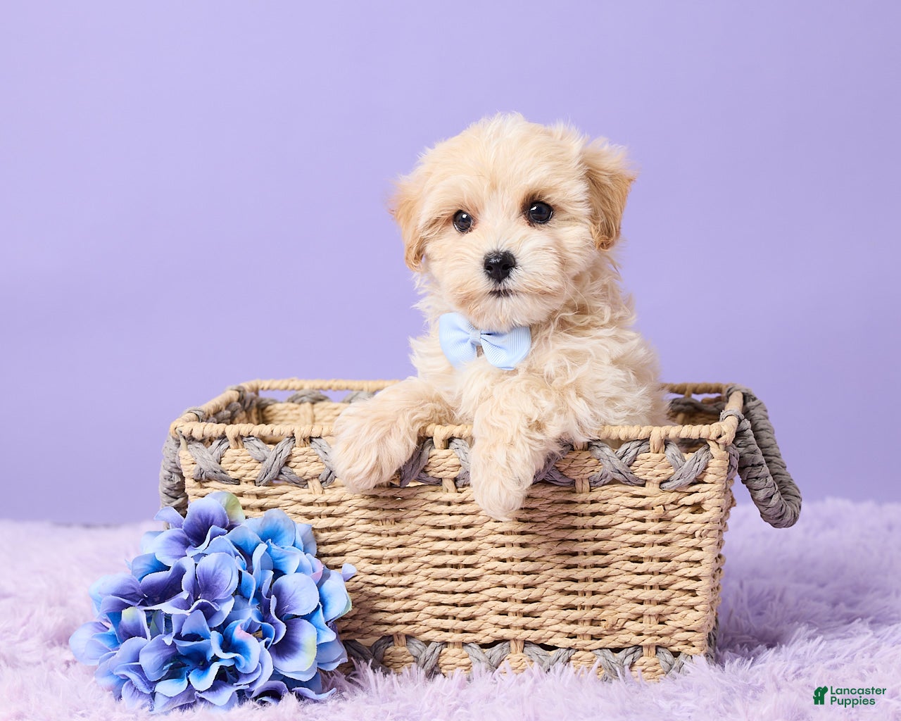Maltipoo dogs Asher - Ad 1