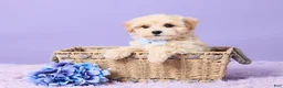 Maltipoo dogs for sale: Asher - Ad 1