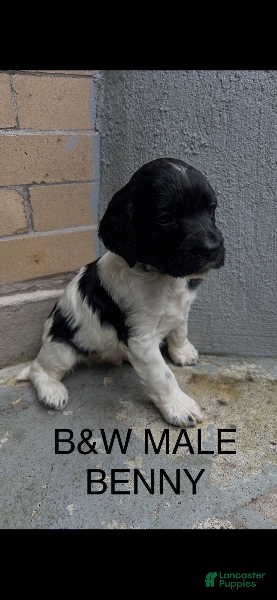 English Springer Spaniel dogs English Springer Spaniel 6 - Ad 2