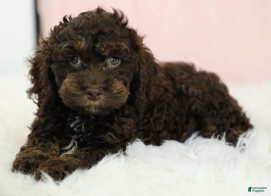 Cockapoo dogs for sale: Caleb 🫧 - Ad 2