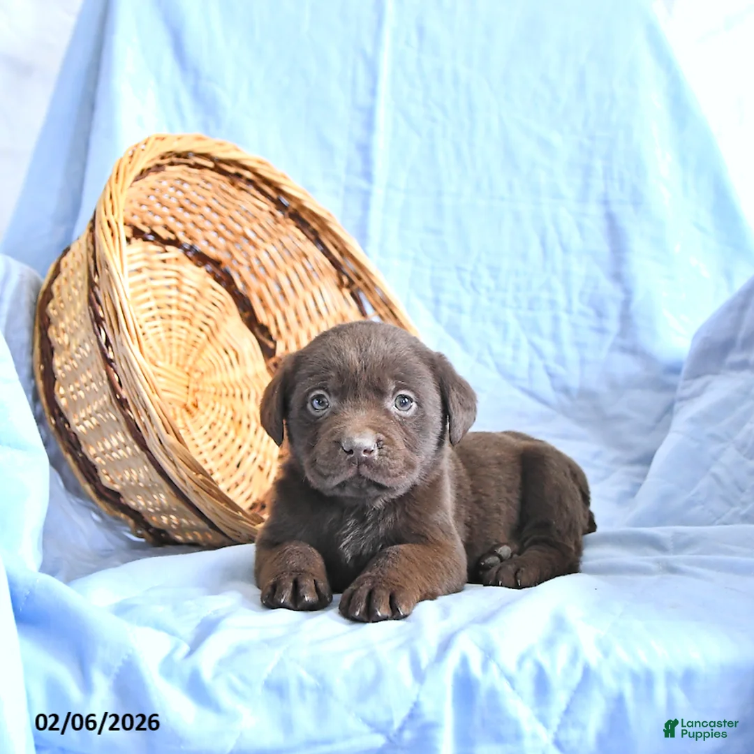 Labrador Retriever dogs for sale: Dixon     EXTRA SMALL - Ad 2