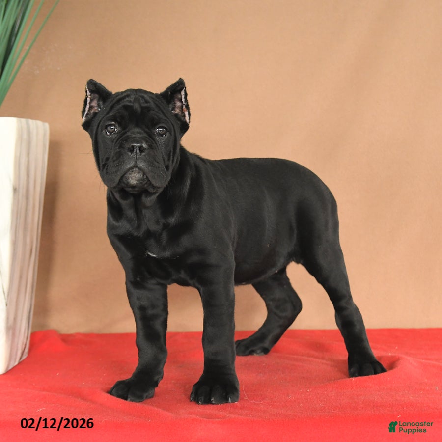 Cane Corso dogs Muffin - Ad 2