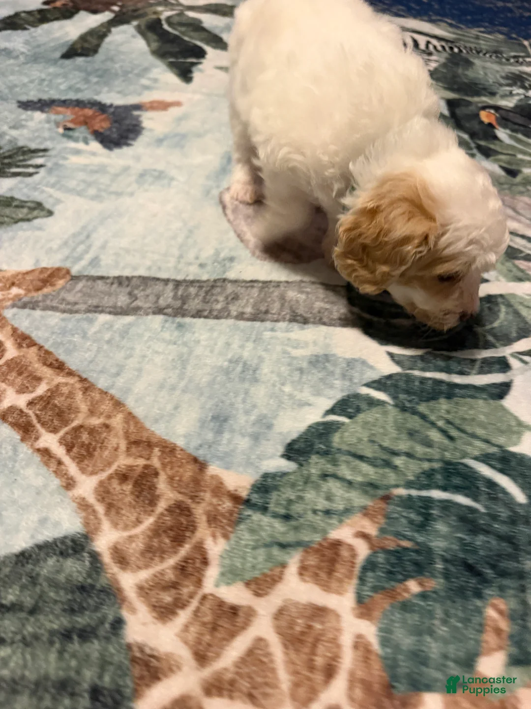 Mixed Breed dogs for sale: Tucker - Ad 2