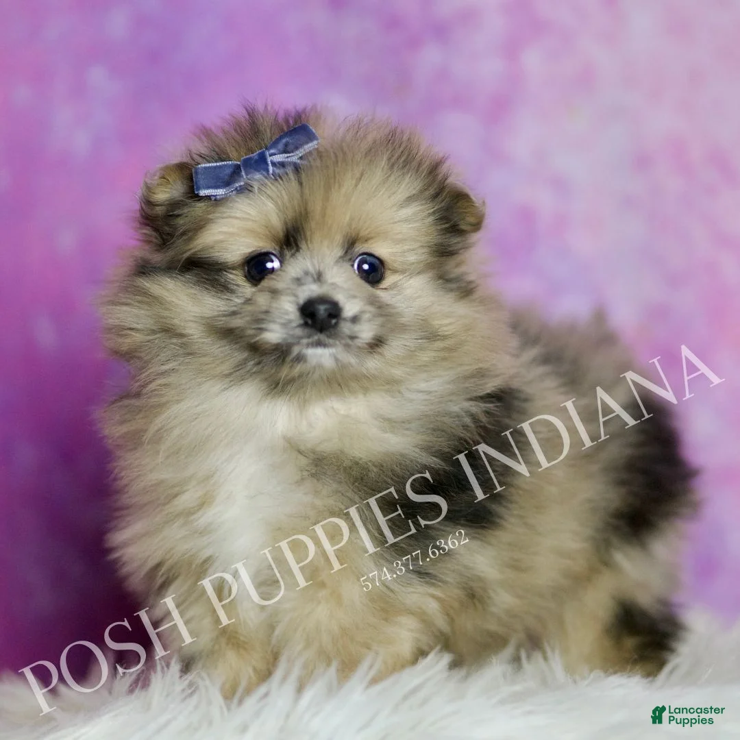 Pomeranian dogs for sale: Spot - Ad 3