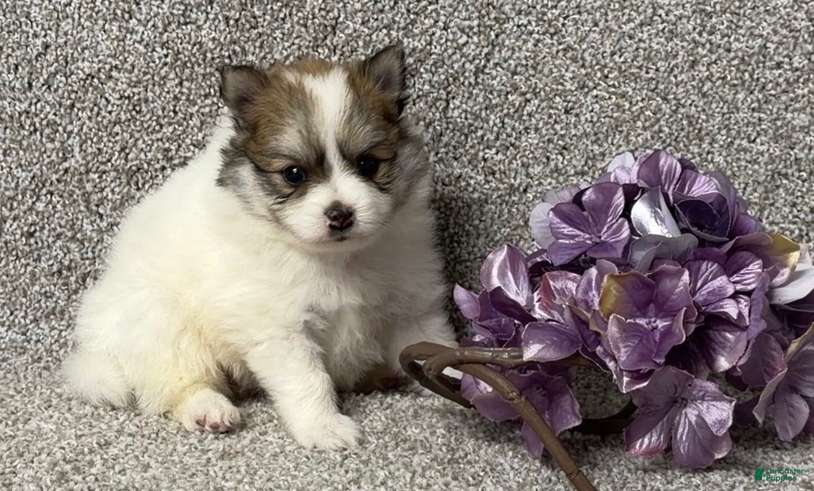 Pomeranian dogs Teddy - Ad 1
