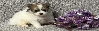 Teddy