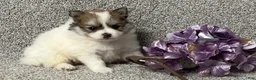Pomeranian dogs for sale: Teddy - Ad 1
