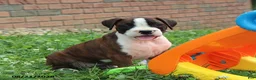 Boxer dogs for sale: Sophie - Ad 11