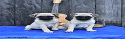 Pug dogs for sale: Reba - Ad 4