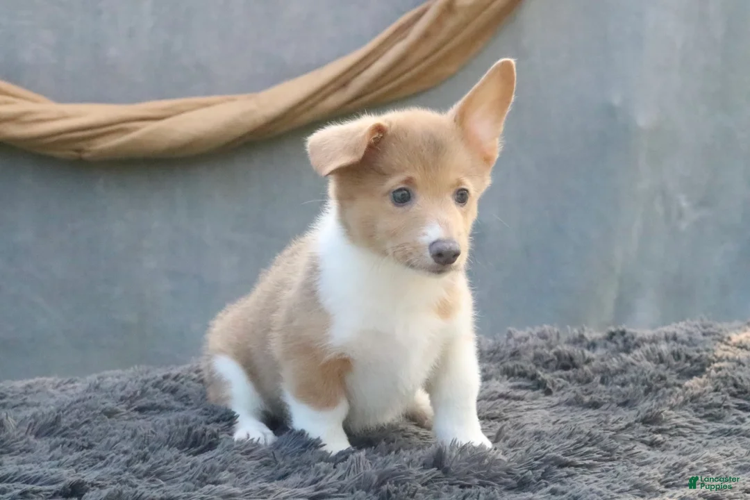 Welsh Corgi Pembroke dogs for sale: Misty - Ad 2
