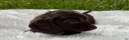 Miniature Dachshund dogs for sale: Hershel  - Ad 3