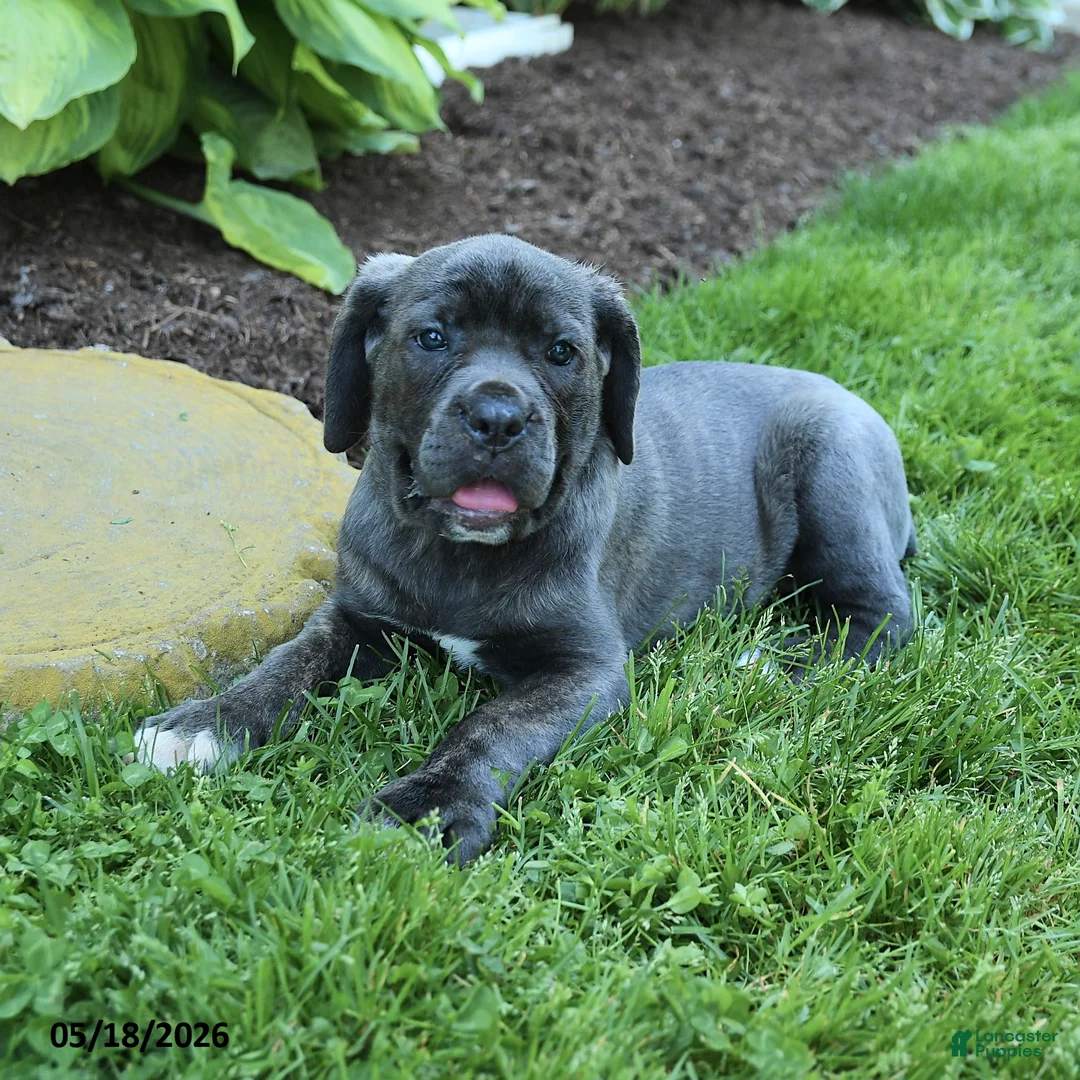 Cane Corso dogs for sale: Kathy - Ad 3