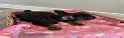 French Bulldog dogs for sale: Raquel - Ad 5