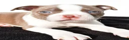 Boston Terrier dogs for sale: Kendall - Ad 7
