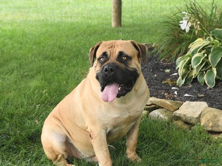 South African Boerboels dogs Honeycomb Ben - Ad 2