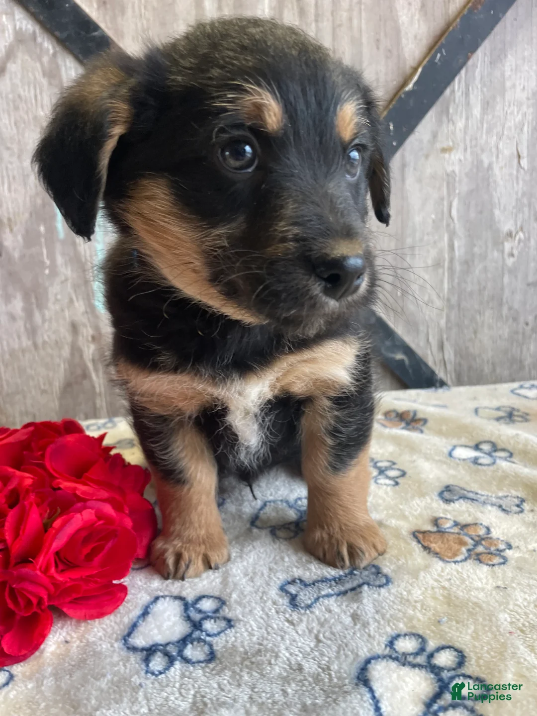 Corgipoo dogs for sale: Ernie - Ad 2