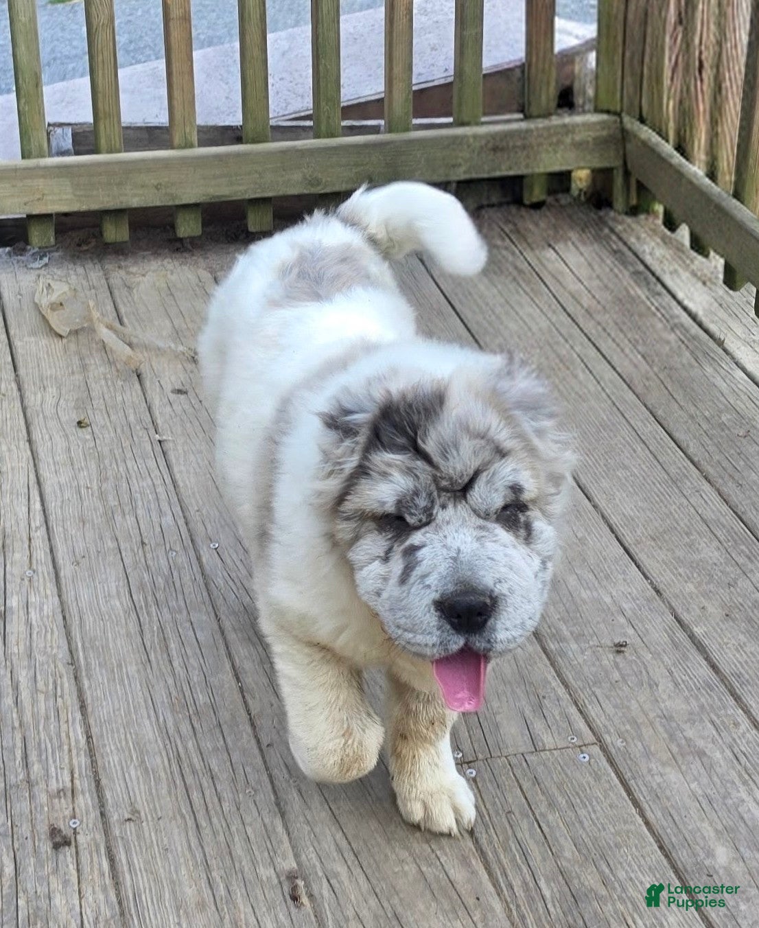Shar Pei dogs Nova merle flower bear  - Ad 1