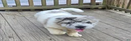 Shar Pei dogs for sale: Nova merle flower bear  - Ad 1