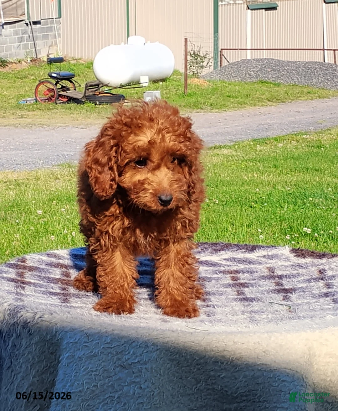 Mini Goldendoodle dogs for sale: Paul - Ad 3
