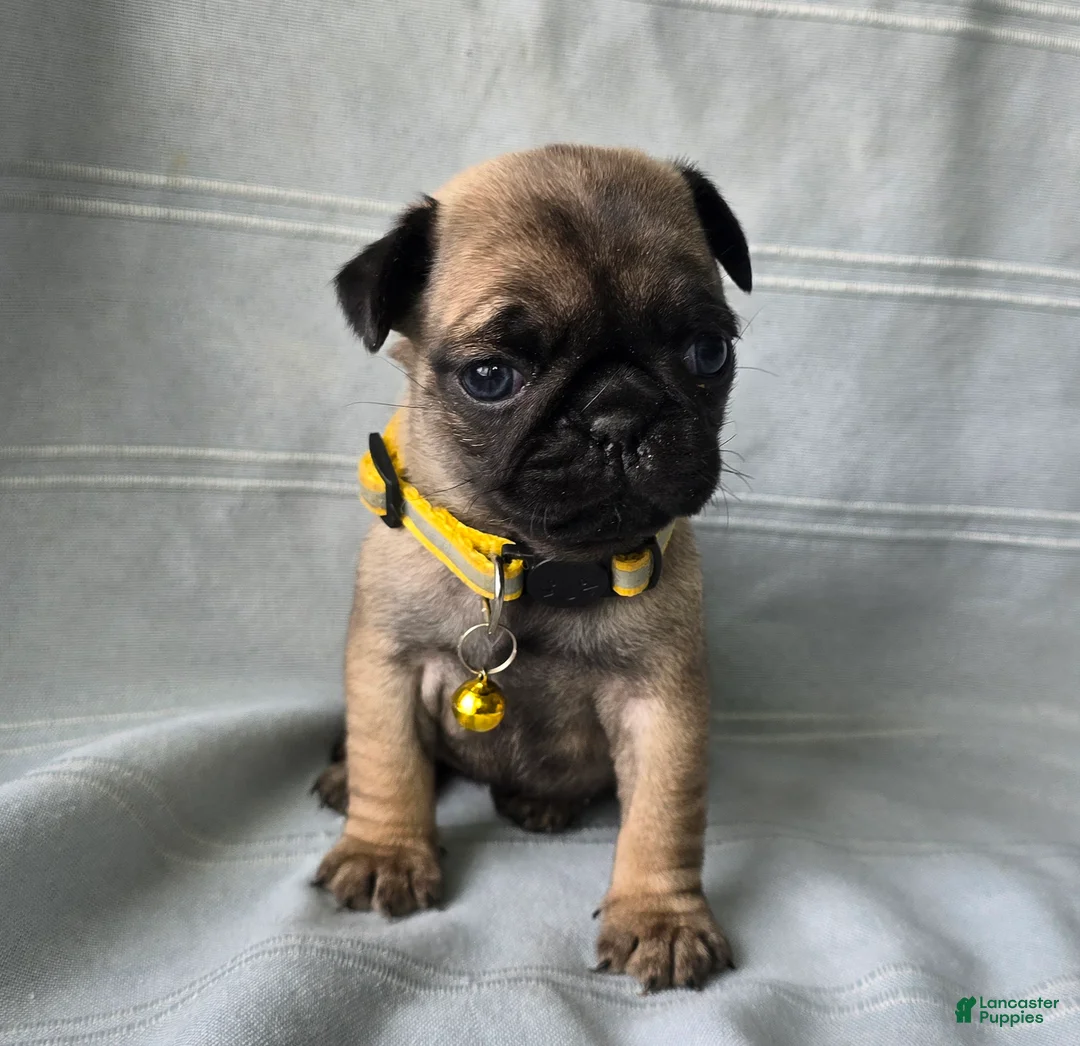 Pug dogs for sale: Jeannie - Ad 10