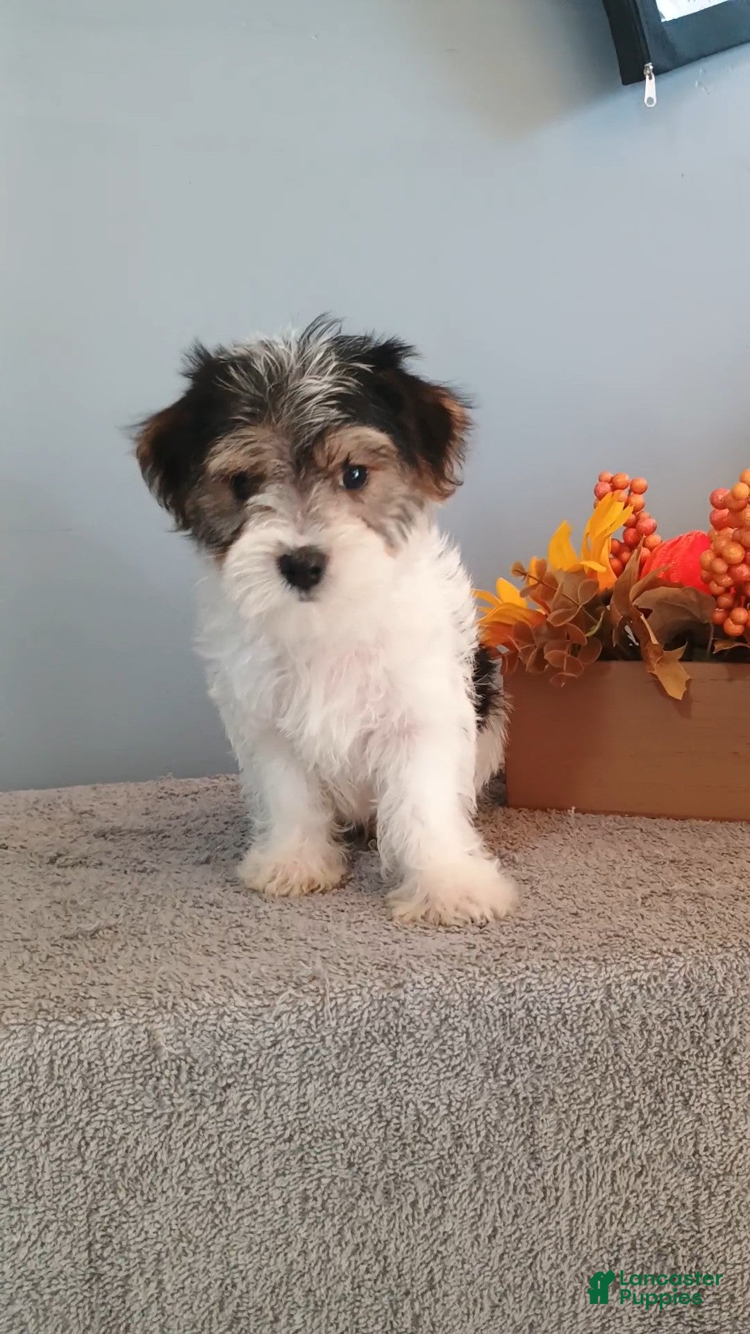 Morkie dogs Pinto - Ad 20